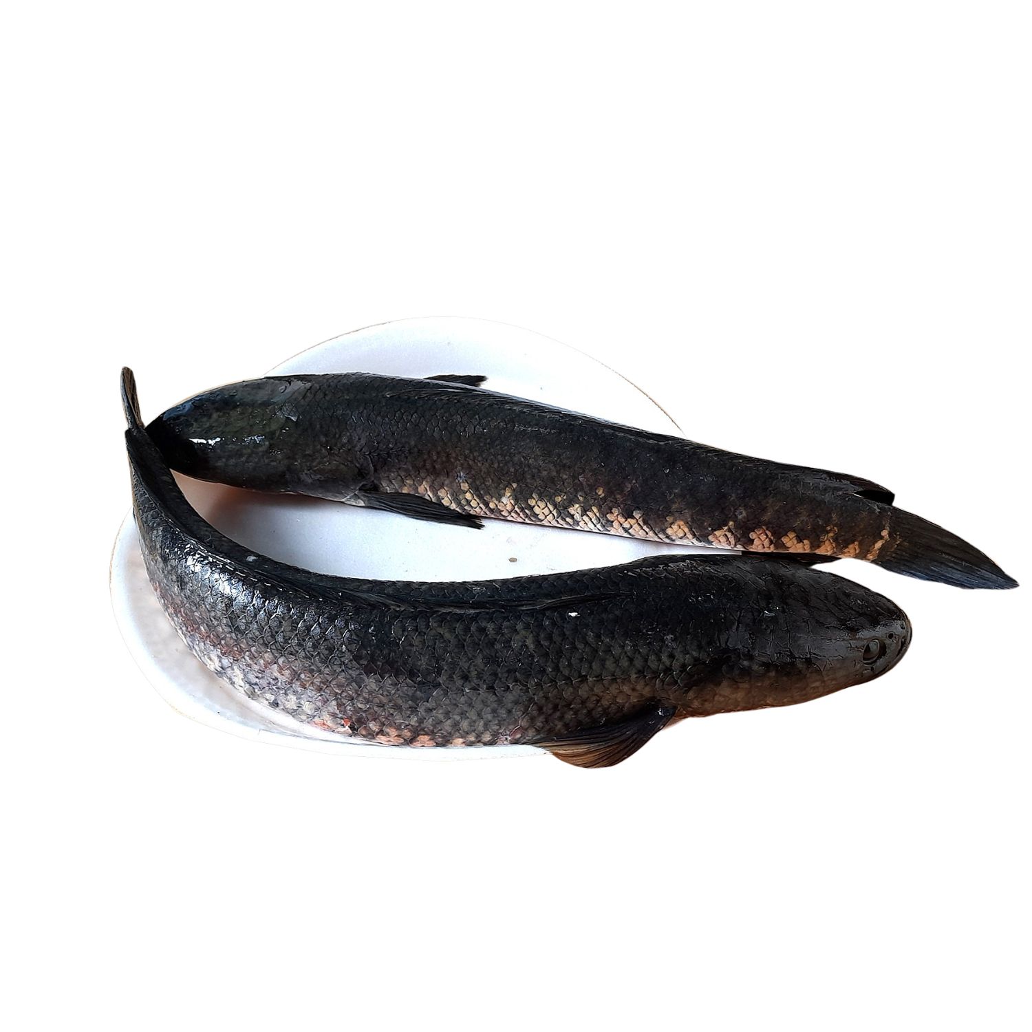 Shol Fish - Large Size, Whole, Cleaned
